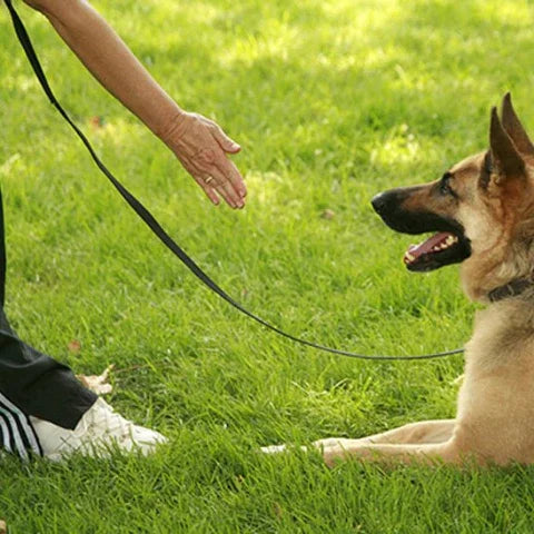 berger allemand qui porte la laisse pour chien en pvc impermeable noire