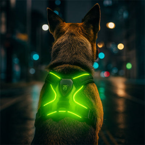 berger allemand qui porte le harnais chien LED lumineux vert illuminant la nuit