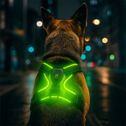 berger allemand qui porte le harnais chien LED lumineux vert illuminant la nuit