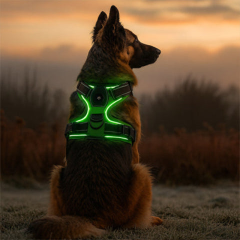 berger allemand qui porte le harnais chien LED lumineux vert