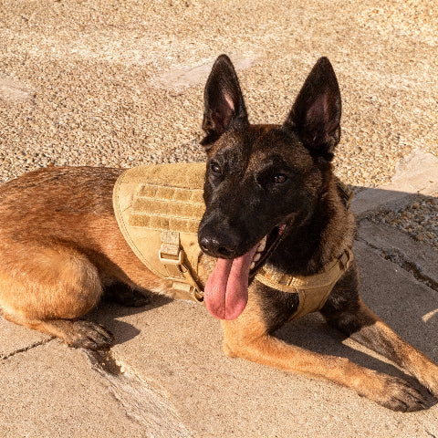berger allemand qui porte le harnais pour chien militaire Tacticontrol kaki