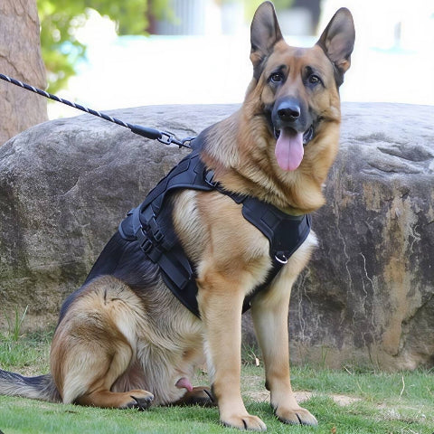 berger allemand qui porte le harnais tactique chien noir pratique