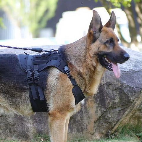 berger allemand qui porte le harnais tactique chien noir securitaire