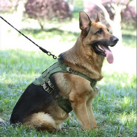 berger allemand qui porte le harnais tactique chien vert arme elegant