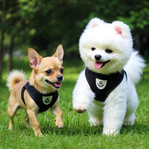 bichon frise et chihuahua qui jouent dans un parc en portant le harnais chien en maille ajustable