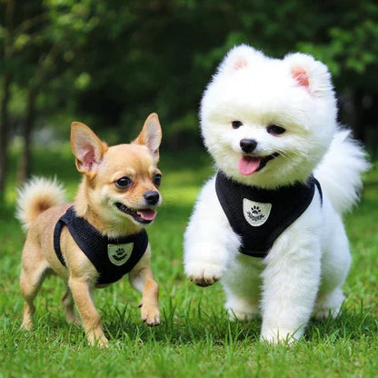 bichon frise et chihuahua qui jouent dans un parc en portant le harnais chien en maille ajustable