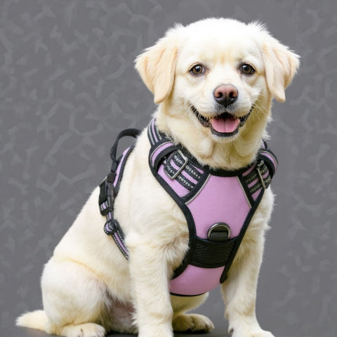 bichon frise qui porte le harnais chien anti traction rose indispensqble