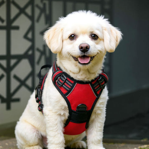 bichon frise qui porte le harnais chien anti traction rouge pratique
