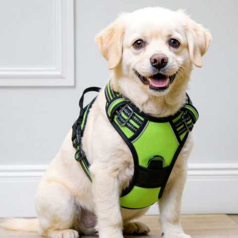 bichon frise qui porte le harnais chien anti traction vert essentiel