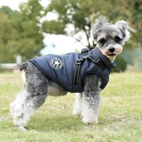 bichon frise qui porte le harnais chien hiver bleu marine tres elegant