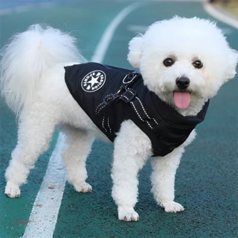 bichon frise qui porte le harnais chien hiver noir tres chic