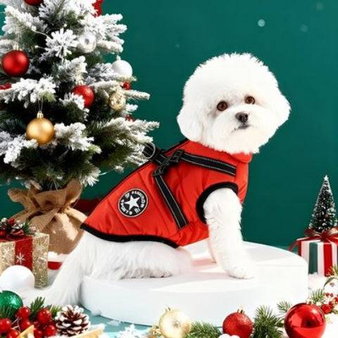 bichon frise qui porte le harnais chien hiver rouge indispensable