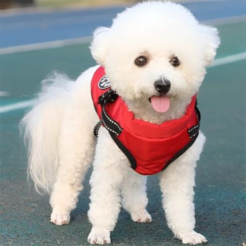bichon frise qui porte le harnais chien hiver magique