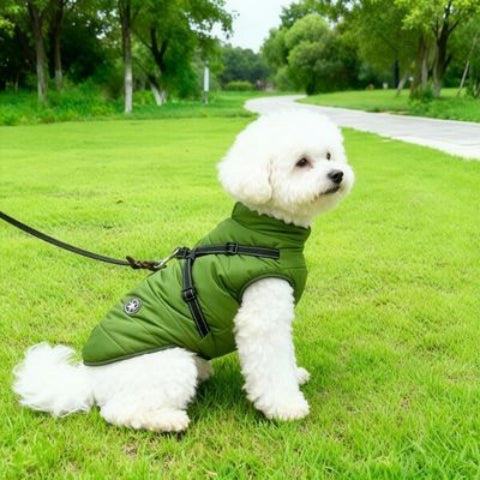 bichon frise qui porte le harnais chien manteau d hiver vert