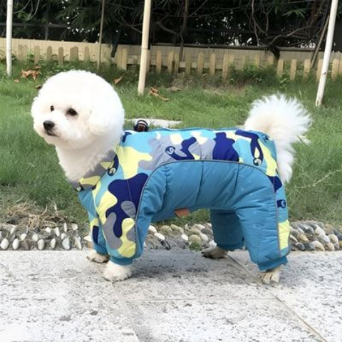 bichon frise qui porte le manteau pour chien impermeable bleu ciel joli
