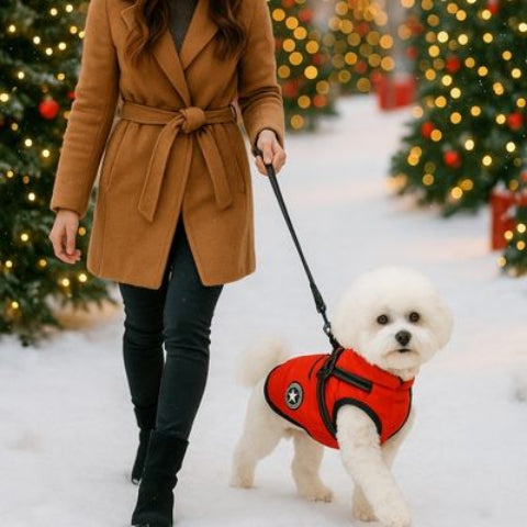 bichon qui porte le harnais chien hiver rouge tres pratique
