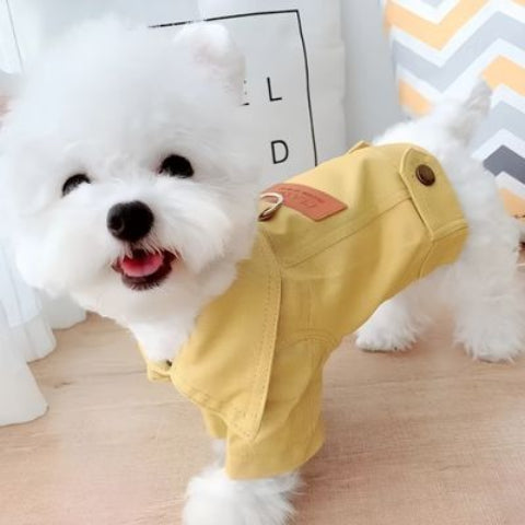 bichon qui porte le manteau chien denim jaune elegant