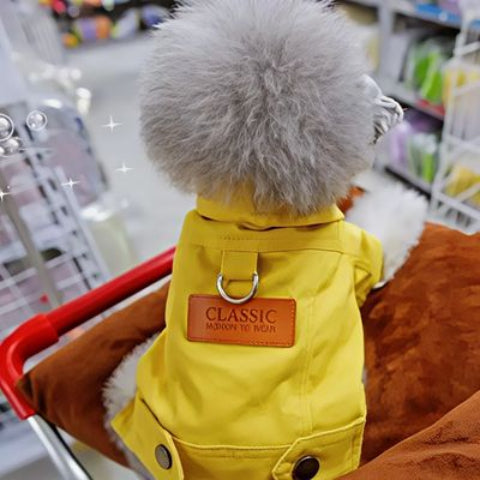 chien qui porte le manteau chien denim jaune trop mignon