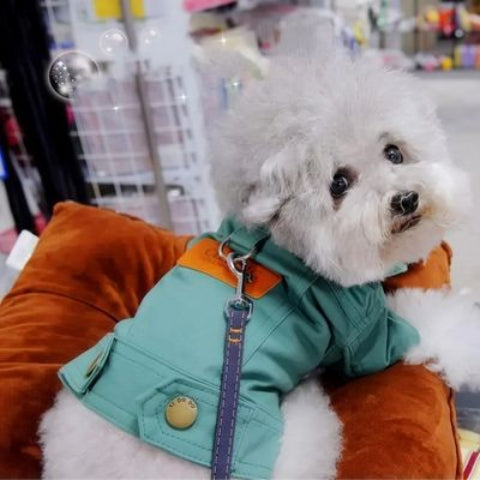 chien qui porte le manteau chien denim vert trop mignon