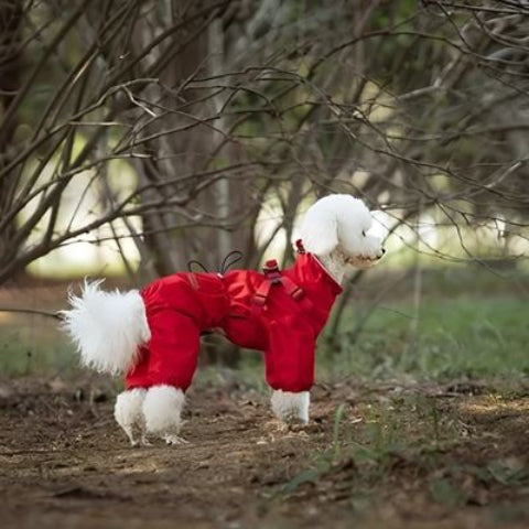 bichon qui porte le manteau chien rouge