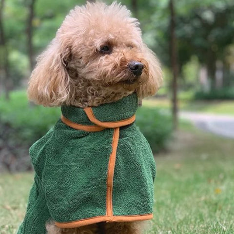 bichon qui porte le peignoir pour chien