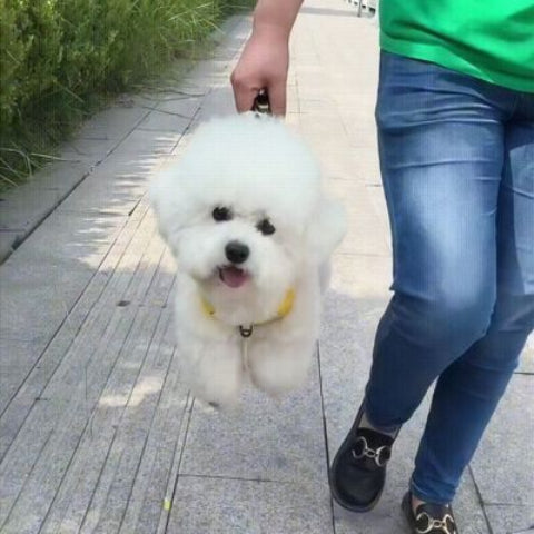 bichon qui se promene en portant le harnais chien laisse anti traction jaune de qualite