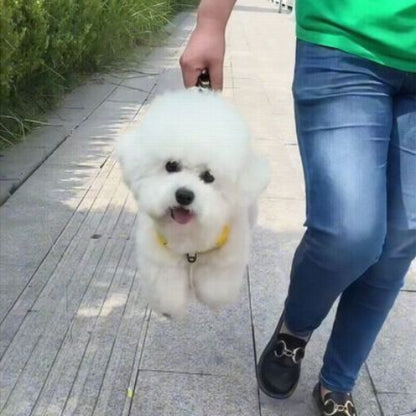 bichon qui se promene en portant le harnais chien laisse anti traction jaune de qualite