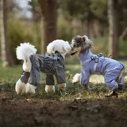 bichons qui portent le manteau chien indispensable