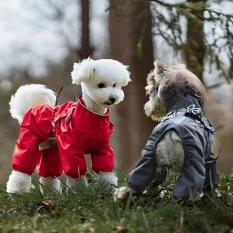 bichons qui portent le manteau chien pratique