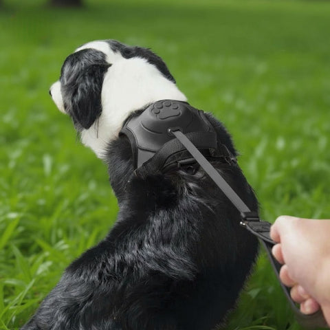 border collie qui porte le harnais anti traction chien tout-en un noir