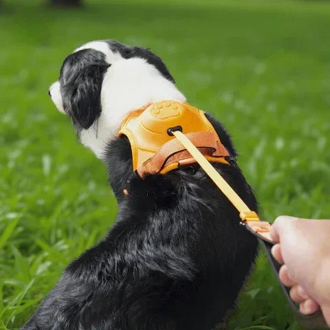 border collie qui porte le harnais anti traction chien tout en un orange