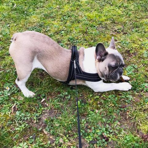 bulldog qui joue en portant le harnais chien anti traction noir a adjustment poitrine