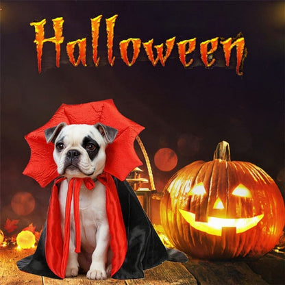 bulldog qui porte deguisement chien cape joli