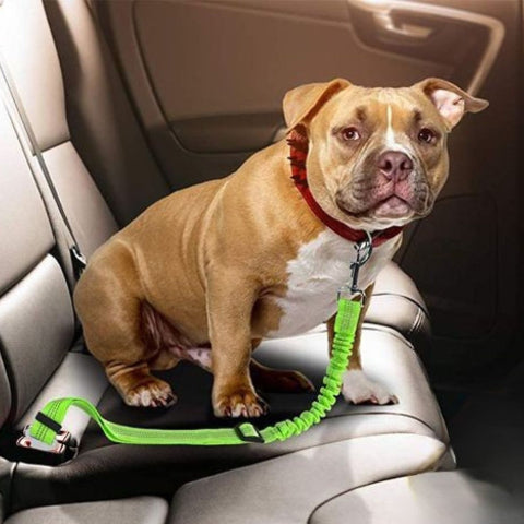 bulldog qui porte la laisse chien ceinture de securite verte dans la voiture