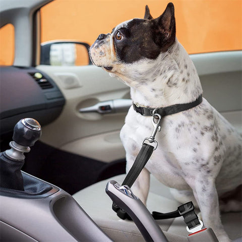 bulldog qui porte la laisse chien ceinture de securite