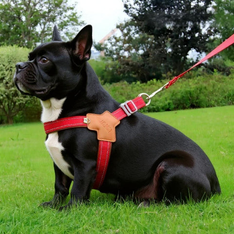 bulldog qui porte le harnais anti  traction chien sangle de poitrine rouge indispensable