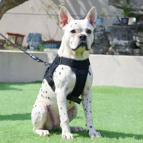 bulldog qui porte le harnais anti traction pour chien servidog noir pratique