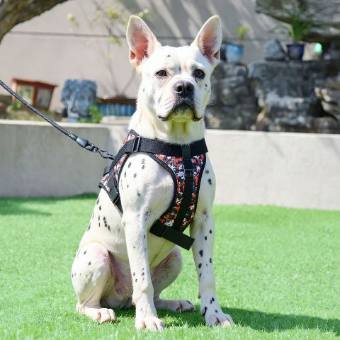 bulldog qui porte le harnais anti traction pour chien servidog rouge camouflage essentiel