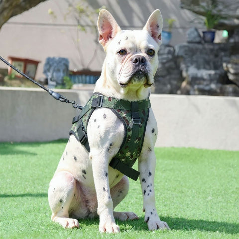 bulldog qui porte le harnais anti traction pour chien servidog vert camouflage de bonne qualite