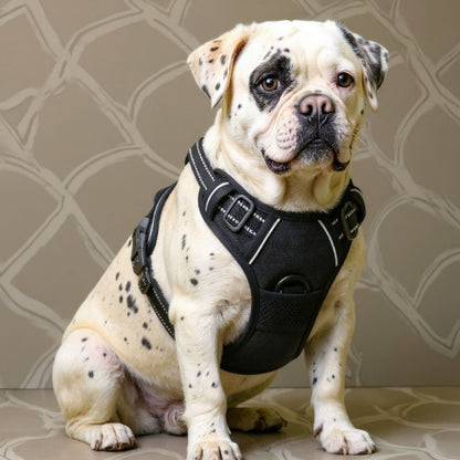 bulldog qui porte le harnais chien anti traction noir confortable