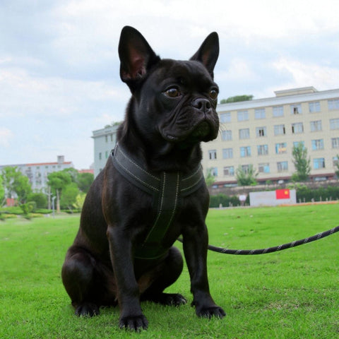 bulldog qui porte le harnais chien avec poignee SFP noir essentiel