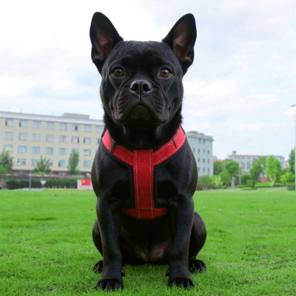 bulldog qui porte le harnais chien avec poignee SFP rouge indispensable