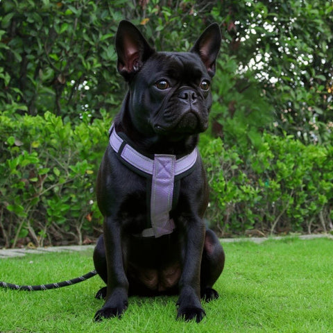 bulldog qui porte le harnais chien avec poignee SFP violet elegant