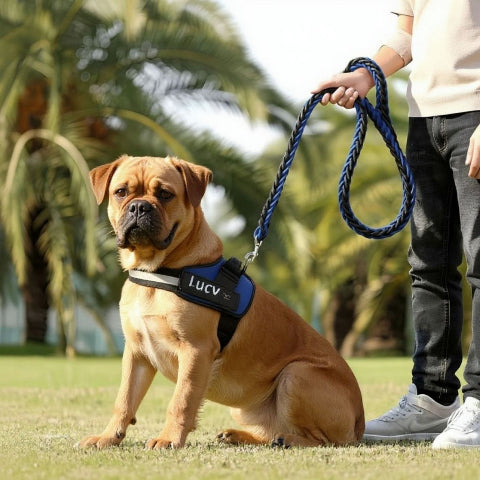 bulldog qui porte le harnais chien de service servidog bleu durable