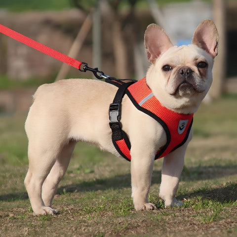bulldog qui porte le harnais chien en maille rouge de bonne qualite