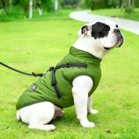 bulldog qui porte le harnais chien manteau d hiver vert tres chic