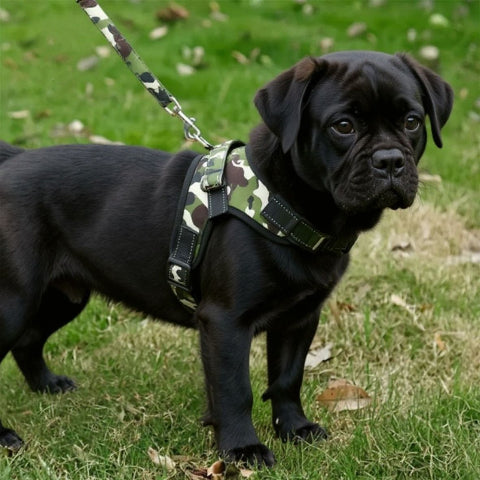 bulldog qui porte le harnais chien sangle de poitrine camouflage securitaire