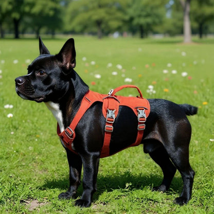 bulldog qui porte le harnais chien triple sangle de poitrine orange pratique