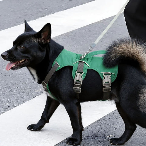 beagle qui porte le harnais chien triple sangle de poitrine vert