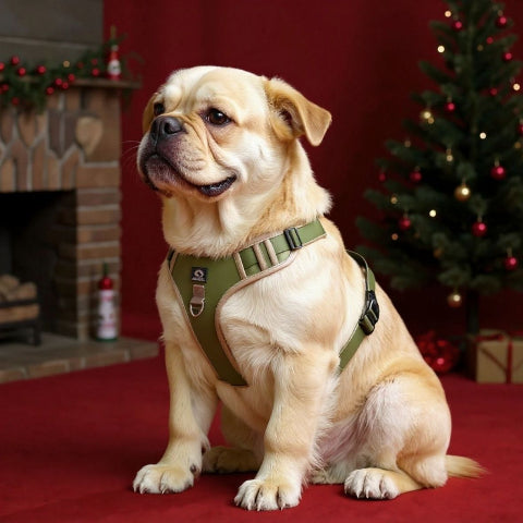 bulldog qui porte le harnais chien veste  tactique kaki durable